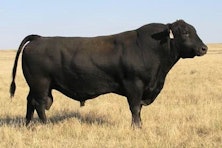 Breeding Bulls From John McGinley